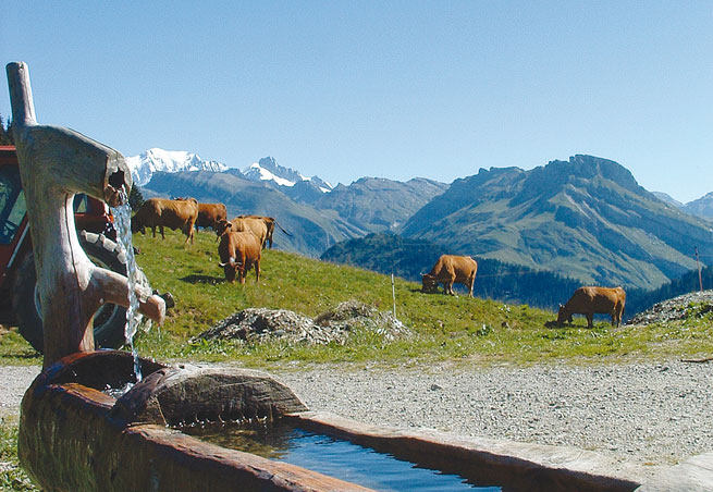location vacances gîte blanc lucien chalet areches beaufort savoie mont-blanc le planay été hiver